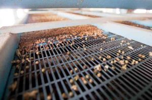 Покращити якість зерна з професіоналами | ФОП Ключкін А.І."