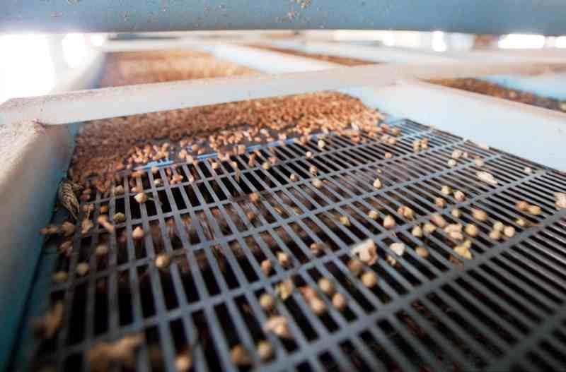 Як покращити якість зерна з допомогою сучасного обладнання від ФОП Ключкін