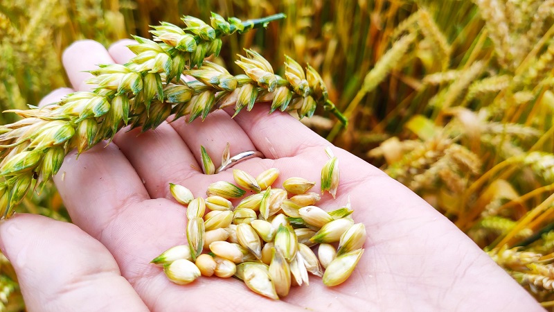 Визначення якості зерна та зернових | ФОП Ключкін А.І."